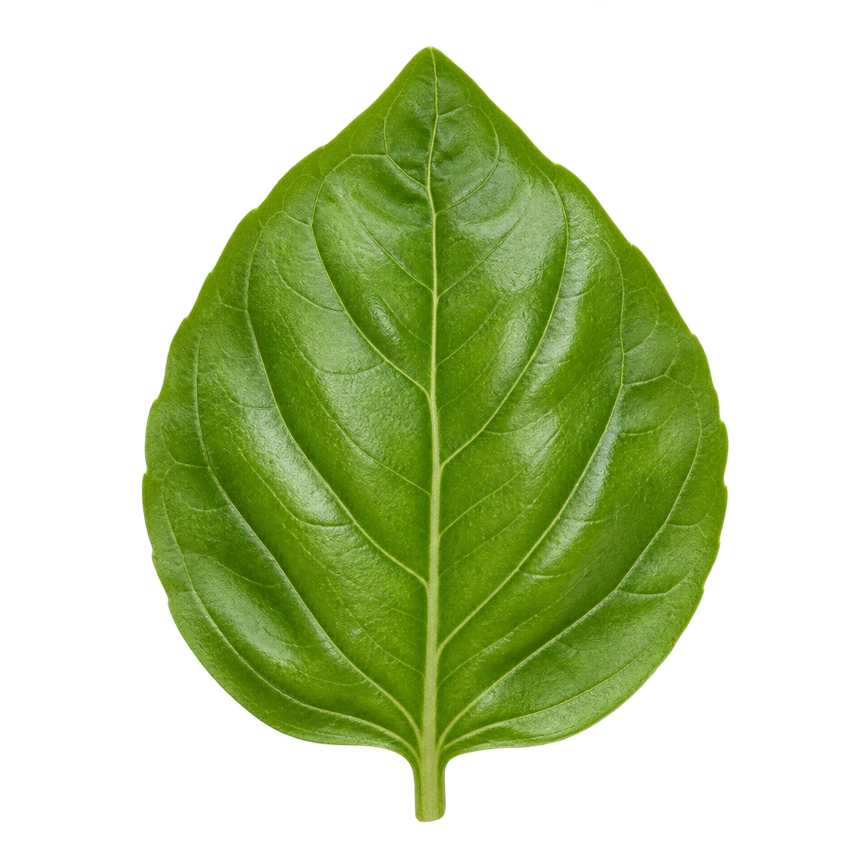 ingredient-basil — ilustračná vizualizácia